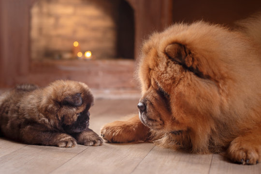 dog breed chow chow puppy