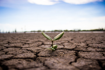 Area with drought tree, cracked ground.