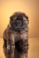 Fototapeta premium dog breed chow chow puppy
