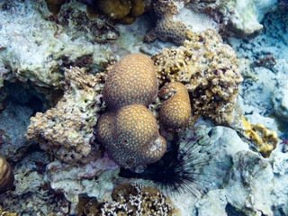 Naklejka na ściany i meble Big coral brain stone in lipe sea