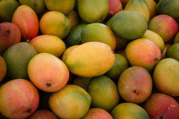 pile of fresh mango fruits - obrazy, fototapety, plakaty