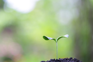 Growing plants