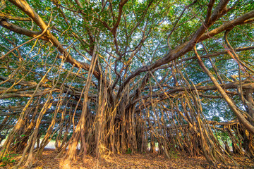 Tree of Life, Amazing Banyan Tree..