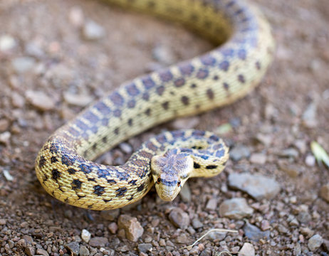 Pacific Gopher Snake (Pituophis catenifer catenifer) adult in defensive posture. Santa Cruz Mountains, California, USA.