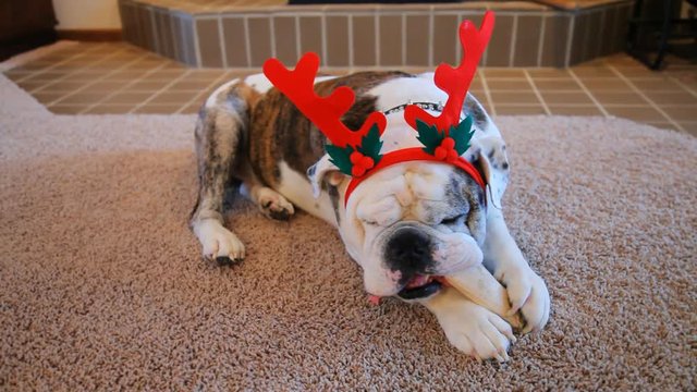 Olde English Bulldogge ready to celebrate Christmas.