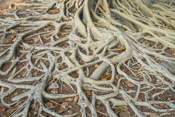 The roots of the banyan forest.