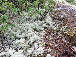 Newfoundland Caribou Lichen 2016