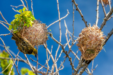 Bélier tisserin, bélier
Tisserin gendarme.Bélier à île de la Réunion.
