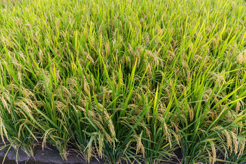 Rice meadow