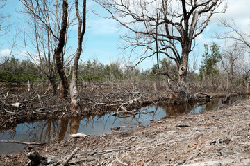 Dry mangrove forest, dried tree