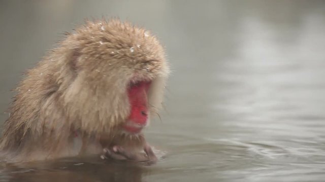 Japanese Snow Monkey (Japanese Macaque) playing in a hot spring.