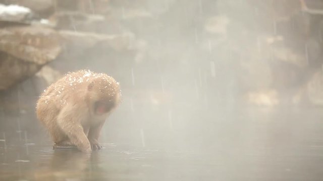 Japanese Snow Monkey (Japanese Macaque) playing in a hot spring.