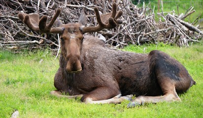 A bull moose in the grass in Alaska