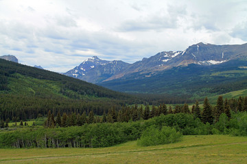 Evergreen Forest and Mountains in Glacier National Park