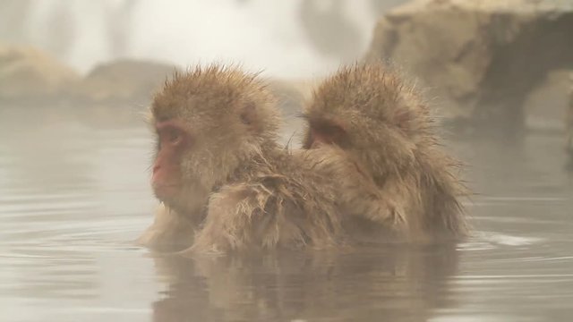 Japanese Snow Monkey (Japanese Macaque) playing in a hot spring.