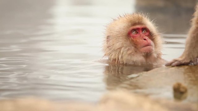 Japanese Snow Monkey (Japanese Macaque) playing in a hot spring.