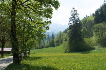 Bergwald in Bayern