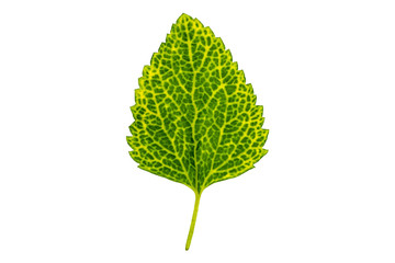 Fototapeta premium Single green leaf