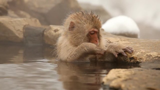 Japanese Snow Monkey (Japanese Macaque) playing in a hot spring.