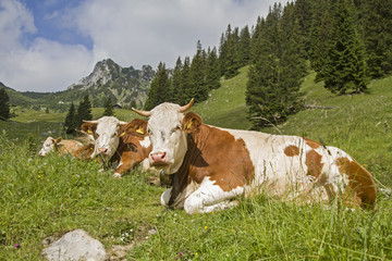 Fototapeta na wymiar Kühe mit Ruchenköpfe im Hintergrund