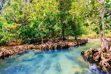 Pa Phru Tha Pom Khlong Song Nam at Kra-bi province,Thailand