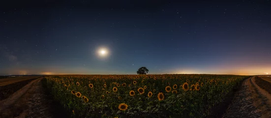 Photo sur Plexiglas Campagne Étoiles et lune sur un champ de tournesols