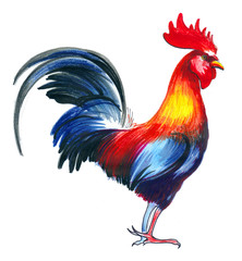Fototapeta premium Rooster Illustration