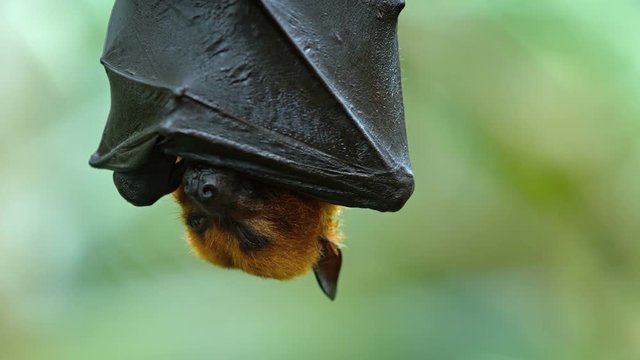 Adorable, Malaysian flying fox hangs upside down, wrapped in his own wings, for a nap in his habitat. Footage UHD