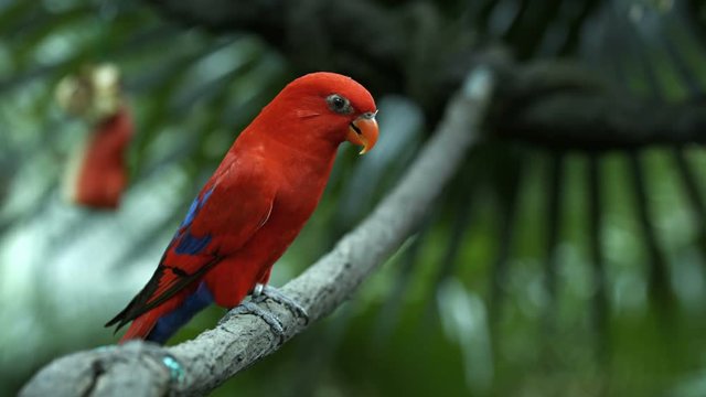 Red lorikeet, with its stunning plumage, perched on a branch in the aviary at a popular public zoo. UltraHD video
