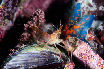 Humpy shrim sitting on the shell