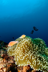 A couple of clownfishes in the deep