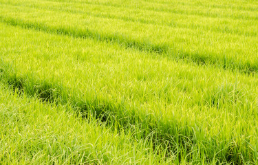 green rice field in farm background