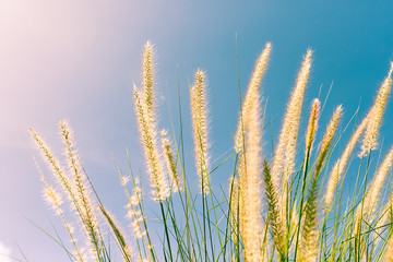 Feather grass in nature