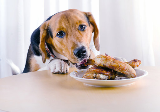 Dog Eating  Roasted Chicken Legs  On Kitchen Table