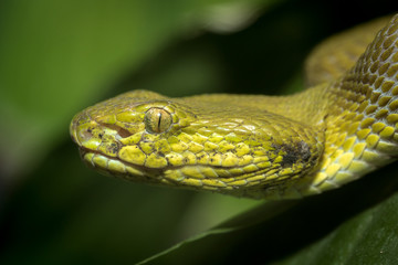 The snake