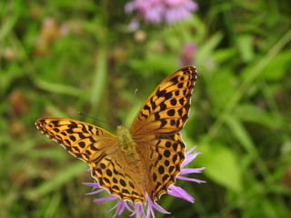 Beautiful orange butterfly