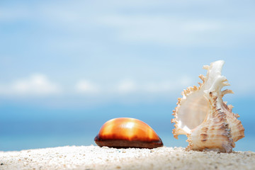 Two beautiful seashells on the white sand of tropical sea beach at sunny day with turquoise water background