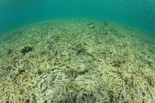 Dead Coral Reef Environmental Pollution Problem