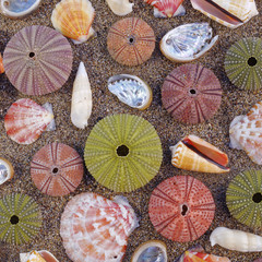 various colorful sea urchins and shells on the beach