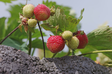 Erdbeeren hängen an der Pflanze