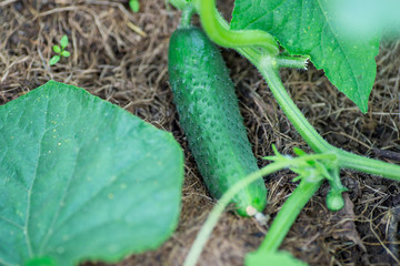 Cucumber growing in garden