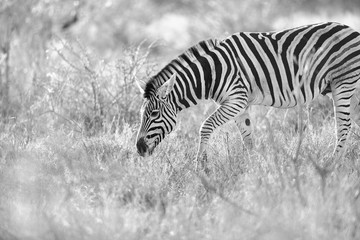 Naklejka na ściany i meble Zebra in the kruger national park