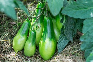 Green Tomatoes in a garden; close up