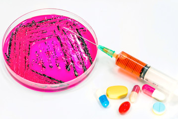 Salmonella spp.on Salmonella-shigella plate, blood was drawn to