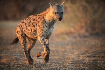 Deken met patroon Hyena Hyena& 39 s rennen in het Kruger National Park - Zuid-Afrika