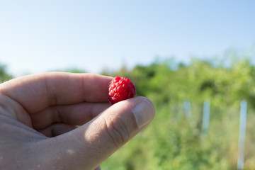 Hand with raspberry