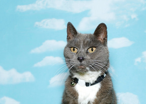 Old scruffy gray and white tabby wearing black and white collar looking forward and slightly to viewers left side, blue sky background with clouds. copy space