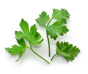 fresh green parsley leaves