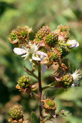 Green blackberries on a twig