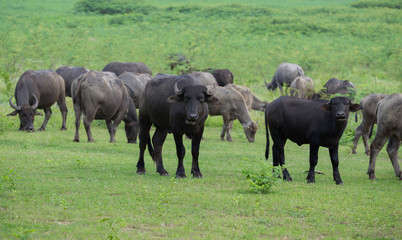 Naklejka na ściany i meble Water buffalo in the grass field